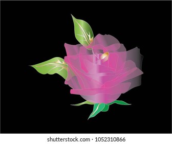 Flower Rose beauty. vector illustration
