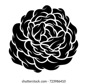 Flower rose, black and white. Isolated on white background. Vector illustration.