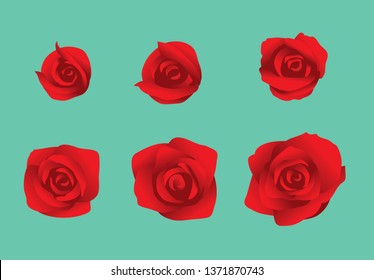 Flower Rose Blooming Sequence Frame Vector