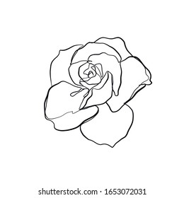 flower rose drawn in one continuous line, botanic element in minimalism graphic style, trendy nature icon. 