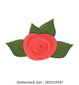 Flower rose with foliage isolated on white background, design element, decoration. Romantic symbol, Valentine celebration. Red colour, detailed.