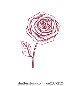 Flower Rose Hand Drawn illustration