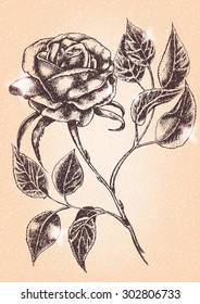 Flower Rose. Hand drawn sketch on textured background