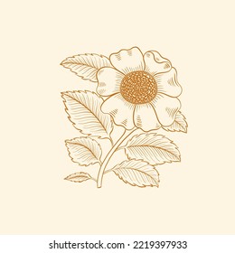 Flower rose hip line hand drawn style. One object vintage design. Elegant plant William Moriss drawing style. Vector illustration.