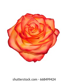 Flower rose isolated on white background. Vector Illustration