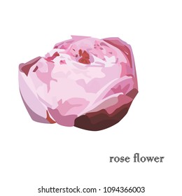 flower. rose on white background.