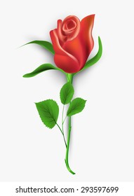flower rose on a white background