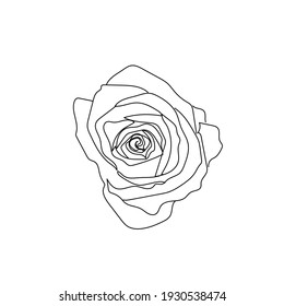 Flower rose in one line continuous style on white background