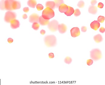 Flower rose petals flying vector banner background. Rose blossom isolated elements on white. Bloom flower parts red petals confetti pattern. Rose petals flying vector background, flower elements.