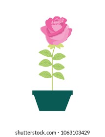flower rose in a pot decorative