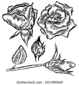 Flower rose set isolated on white background. Floral and buds with leaves collection. Vector.