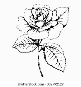 Flower Rose, sketch, painting. Hand drawing. White bud, petals, stem and leaves. Monochrome, Black and white illustration. Decorative element, design element, base element of decor, print, tattoo