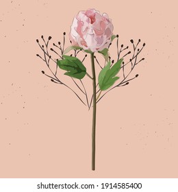 Flower rose water color  vector