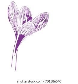 Flower of saffron on white background