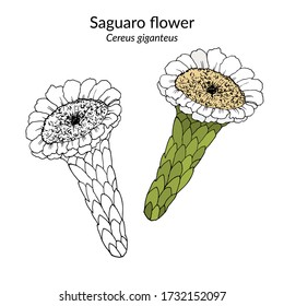 Flower of saguaro cactus (Carnegiea gigantea), state wildflower of Arizona. Hand drawn botanical vector illustration