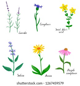 Flower of Saint Johns wort, Hypericum, vector drawing medicinal plant, hand drawn botanical illustration, isolated floral element