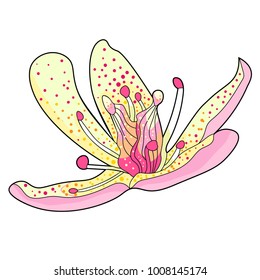 flower of the Saxifrage urbrosa on side  vector illustration
