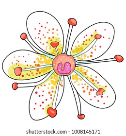 flower of the Saxifrage urbrosa  vector illustration