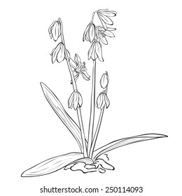 Flower - Scilla forbesii drawing. Ink style vector