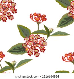 Flower seamless pattern on white ackground with Lantana armata vector illustration