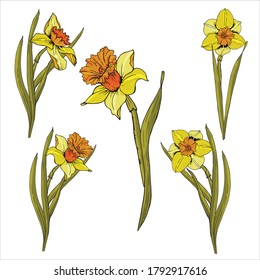 flower seamless pattern. Realistic detailed botanical outline sketch drawing design illustration. Beautiful in garden concept