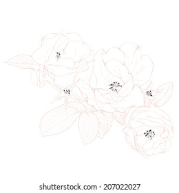Flower seamless pattern rose on white background