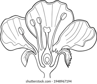 the flower section line vector illustration isolated on white background