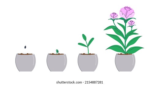 A flower seed was planted in a pot. A small sprout, a grown sprout and a finished flower. The process of germinating seeds in the ground. Flat vector illustration. eps10