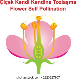 Flower Self Pollination, reproduction in flowers