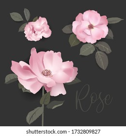 Flower series. Pink roses, 3 roses. Invitation card, celebration, ornament.