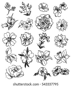 Succulent Flowers Line Art Drawing Set Stock Vector (Royalty Free ...