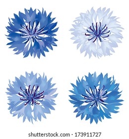 Flower set. Cornflower isolated. Summer meadow flowers vector collection.
