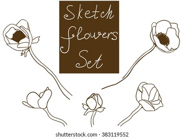 Flower set: detailed hand drawn anemones. Vector sketch collection.