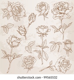 Flower Set: Detailed Hand Drawn Roses in vector