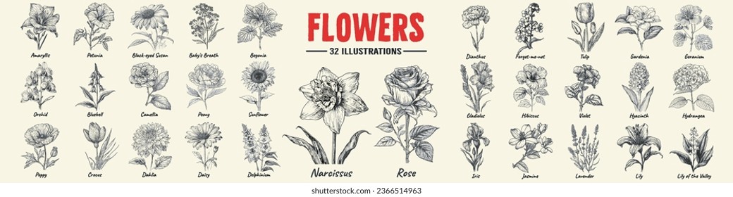 Flower set hand drawn vector illustration. Rose, Lily, Narcissus and violet engraved style, sketch isolated on white.