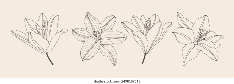 Flower set hand drawn vector illustration. Outlines of flowers isolated on beige background