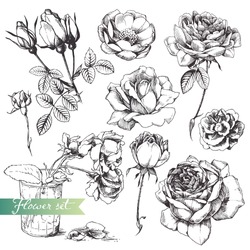 Flower Set: Highly Detailed Hand Drawn Roses.
