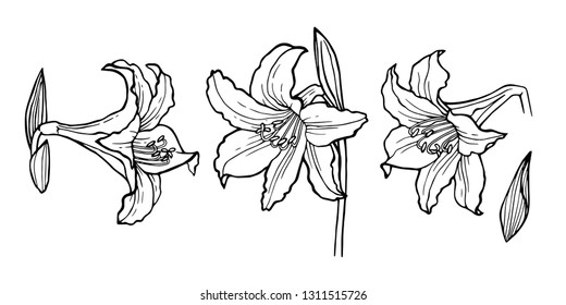 Flower set: highly detailed hand drawn of Lily flowers. Element for your idea. Vector illustration for your design.
