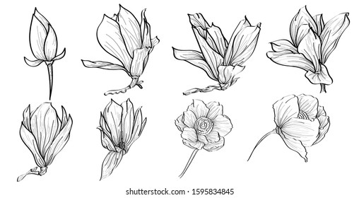 Flower set: highly detailed hand drawn roses with line-art on white backgrounds. Botanical set of sketch floral and branches