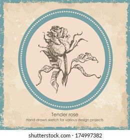 Flower set: highly detailed hand drawn rose. All objects are located on separate layers