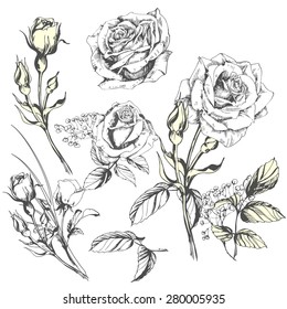 Flower set: highly detailed hand drawn roses.