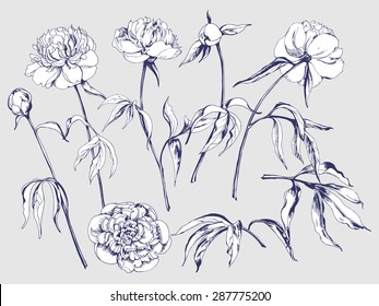 Flower set: highly detailed hand drawn  peonies. ?lement for your design. Vector illustration