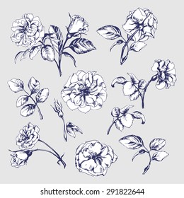 Flower set: highly detailed hand drawn  wild roses. ?lement for your design. Vector illustration