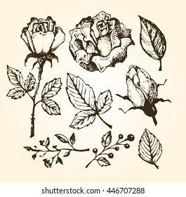 Flower set: highly detailed hand drawn flowers and leaves. Vector illustration
