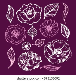 Flower set: highly detailed hand drawn flowers and leaves. Vector illustration