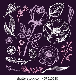 Flower set: highly detailed hand drawn flowers and leaves. Vector illustration