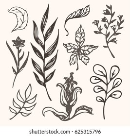 Flower set: highly detailed hand drawn flowers and leaves. Vector illustration