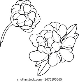 flower set japan flowers peony