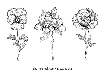 Flower set. Pansy, Cherry blossom, rose. Vector floral graphic, sketch plant illustration. Black and white vintage line art. Spring or summer hand drawn flowers. Botanical engraved style collection