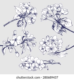 Flower set: Sketch of  blossoming Apple tree branch. element for your design. Vector illustration